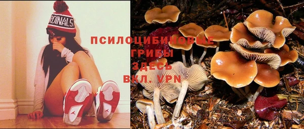 гашик Аркадак